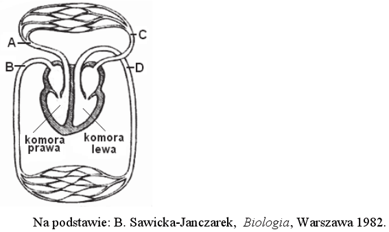 Schemat układu krążenia