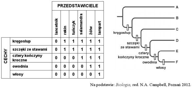 Drzewo filogenetyczne strunowców