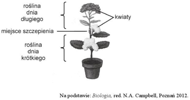 Doświadczenie rośliny dnia krótkiego