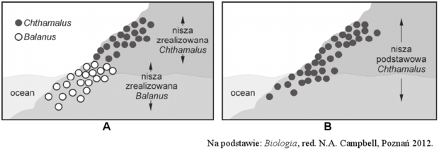 Schemat doświadczenia