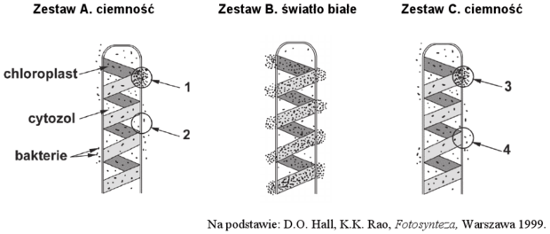Doświadczenie na skrętnicy