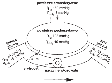 Wymiana gazowa schemat
