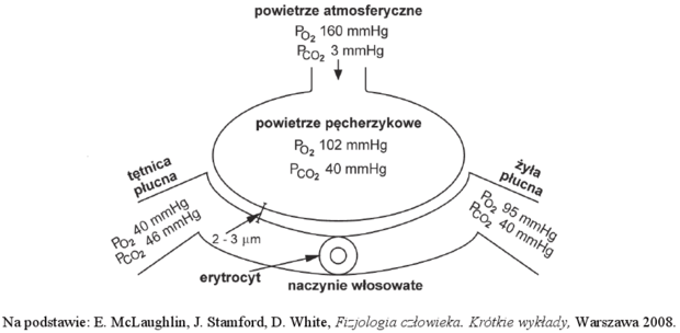 Wymiana gazowa