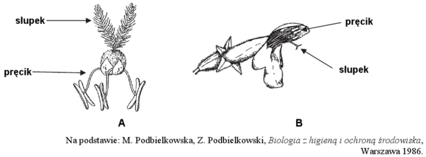 Wiatropylność i owadopylność