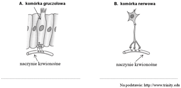 Wydzielanie hormonów