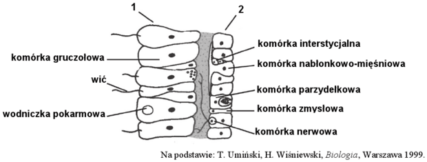 Budowa stułbi