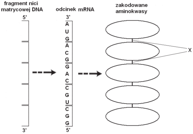 Zadania Maturalne Z Biologii | BiologHelp