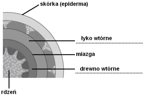 Przekrój łodygi