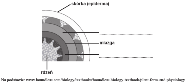 Przekrój łodygi