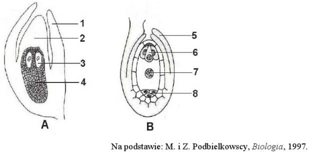 Zalążki roślin nasiennych