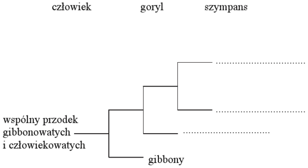 Drzewo rodowe