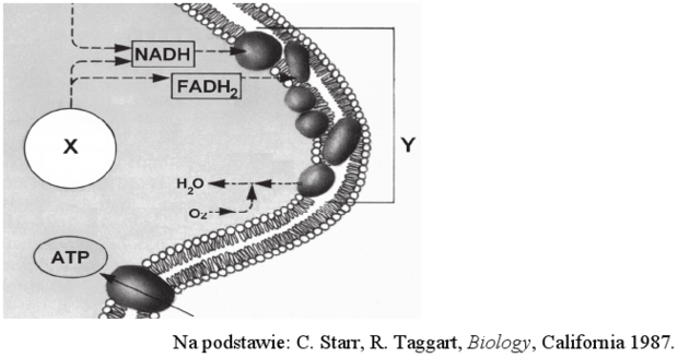 Błona wewnętrzna mitochondrium