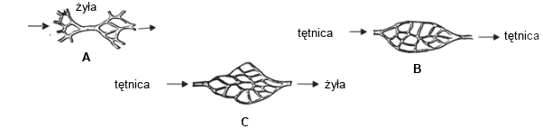 Układ Krążenia Biologhelp