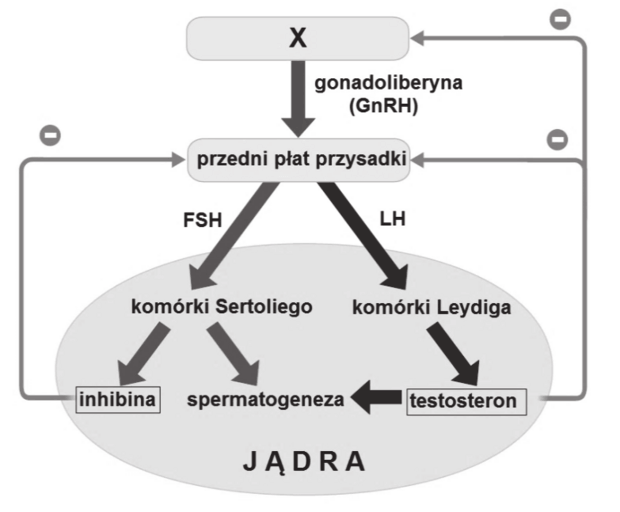 Biologia - Matura Maj 2019, Poziom Rozszerzony (Formuła 2007) - Zadanie ...