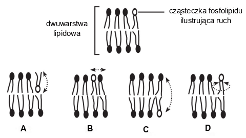 dwuwarstwa lipidowa - ruch cząsteczek fosfolipidów