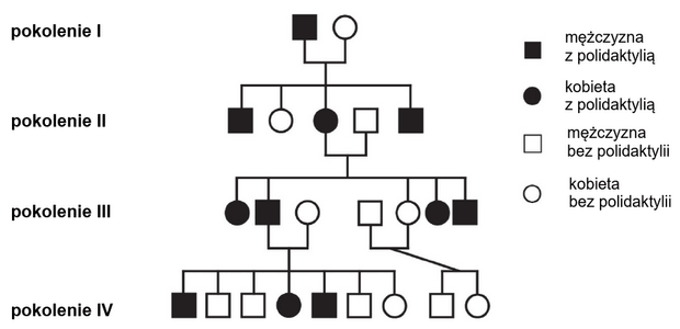 rodowód polidaktylia
