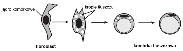 szlak przemiany fibroblastu