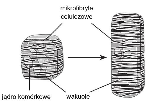 wzrost wydłużeniowy komórki roślinnej