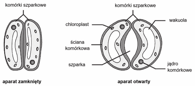 budowa i działanie aparatu szparkowego rośliny dwuliściennej