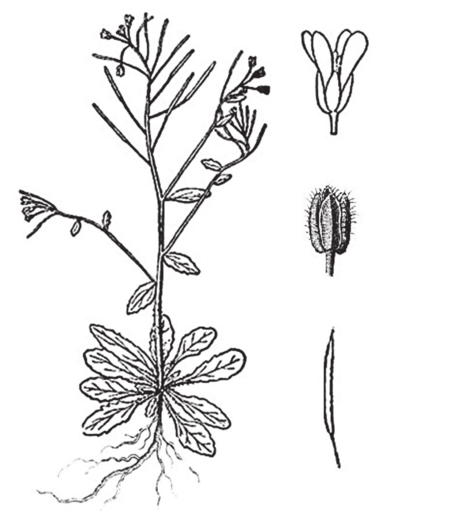 rzodkiewnik pospolity (Arabidopsis thaliana)