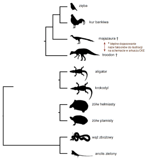 Ptaki | BiologHelp