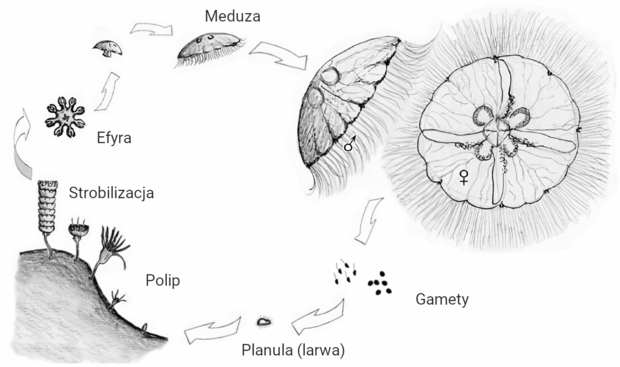 Biologia - Zadania Autorskie BiologHelp 2023, Poziom Rozszerzony ...