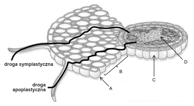 Biologia - Informator CKE Matury Dwujęzycznej (tłumaczenie BiologHelp ...