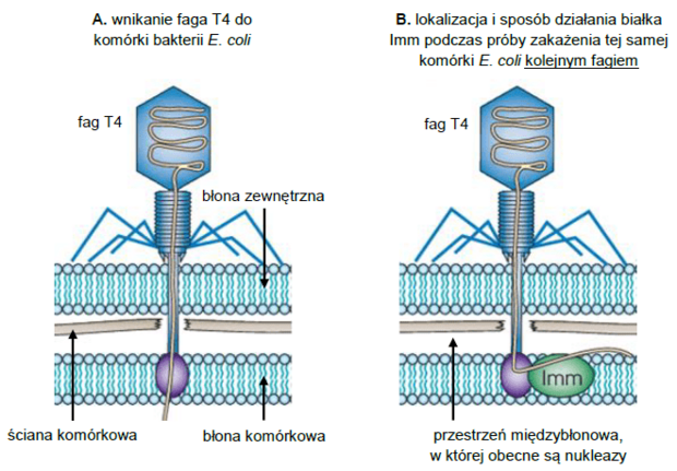 Prokarionty | BiologHelp