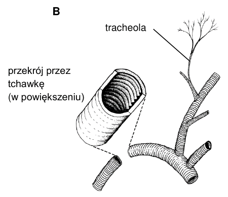 Skład Organizmów | BiologHelp